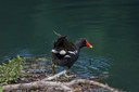 Parco del Seminario_gallinella d'acqua