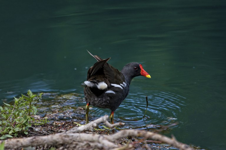 Parco del Seminario_gallinella d'acqua