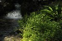Parco di Torre_vegetazione spontanea