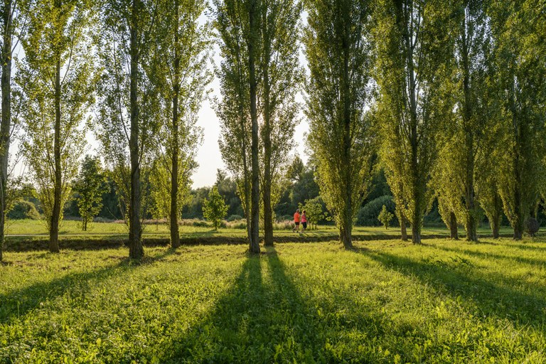 Parco del Seminario_viale alberato