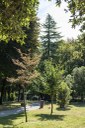 Parco Galvani_alberi