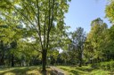 Parco Querini_alberi