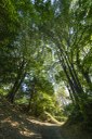 Parco Querini_vegetazione